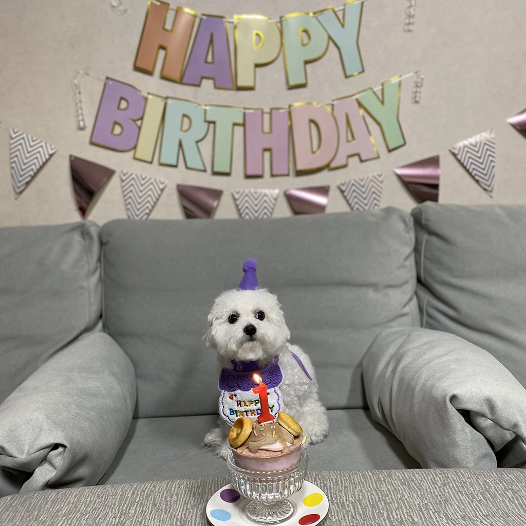 강아지 입양 후 안정적으로 적응한 반려견과 보호자 모습