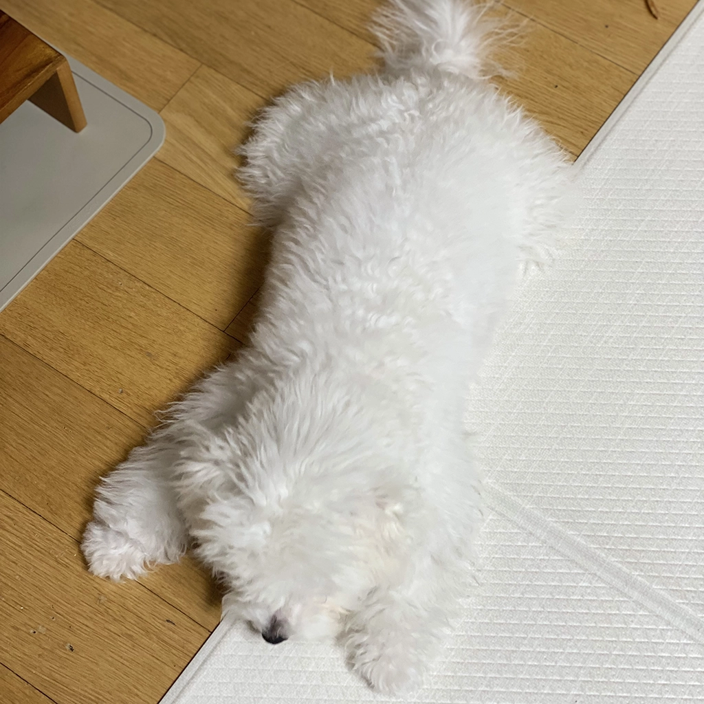 보호자가 꼭 알아야 할 강아지 슬개골 관리법