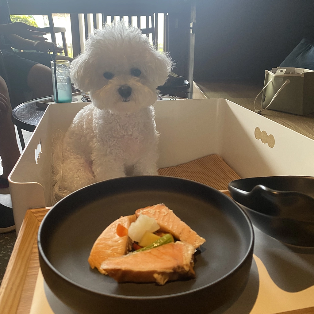 강아지 편식할 때 해결 방법, 사료 안 먹는 아이 이렇게 바꿔보세요