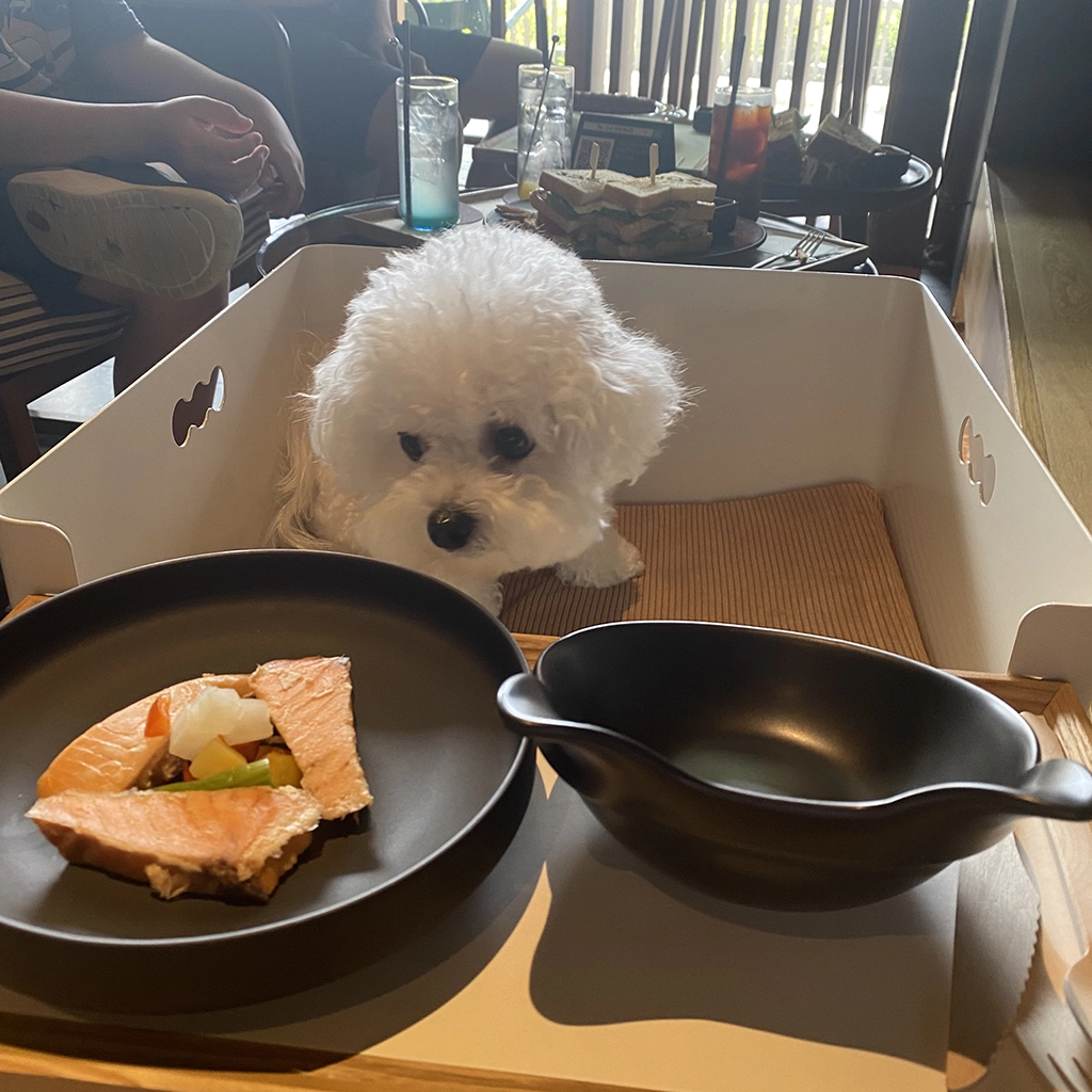 식사 습관이 안정된 비숑 프리제 강아지