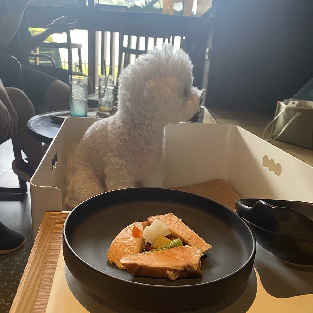 강아지 사료 안 먹을 때 대처법, 보호자가 먼저 확인할 것