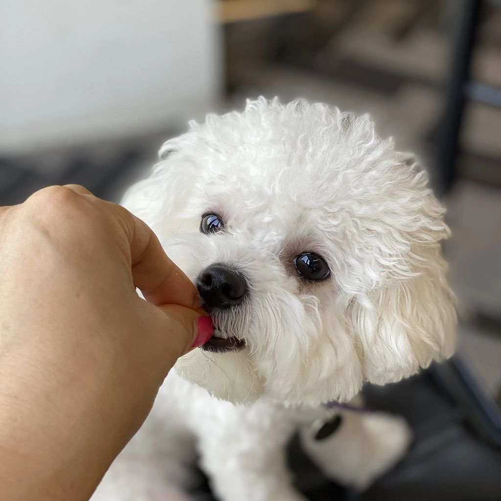 강아지 간식 추천 주제를 소개하는 비숑 프리제 사진