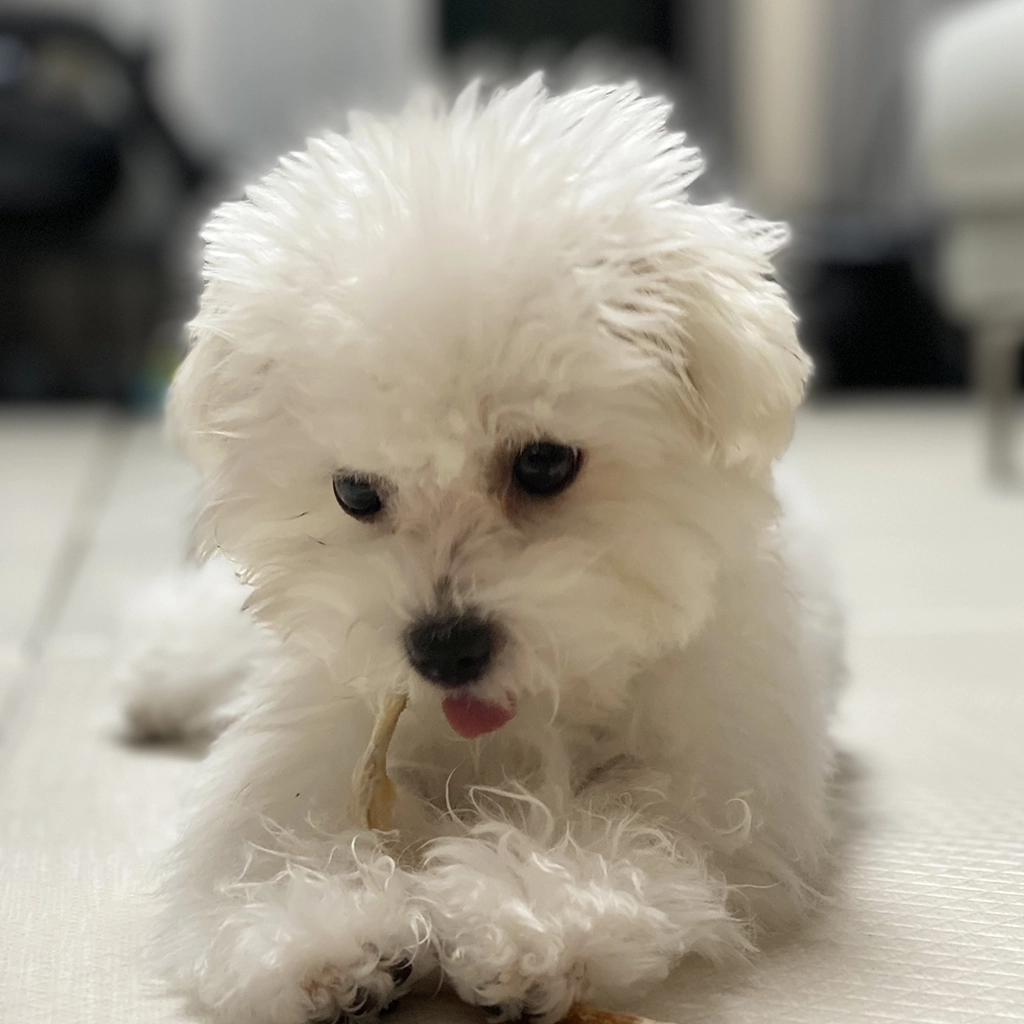 강아지 사료 고르는 방법, 우리 아이에게 맞는 사료는 어떻게 찾을까?