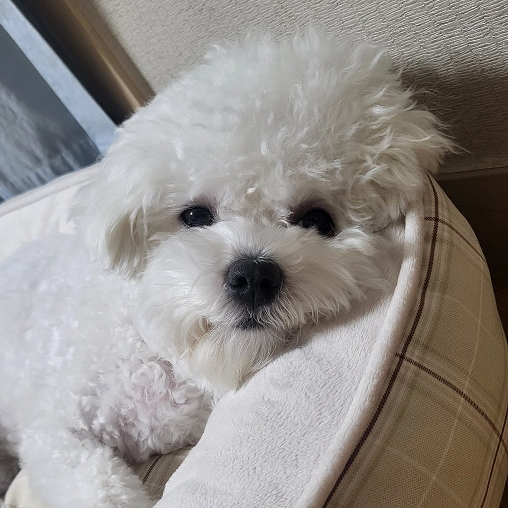 편안하고 행복한 상태의 강아지 눈빛과 몸 자세