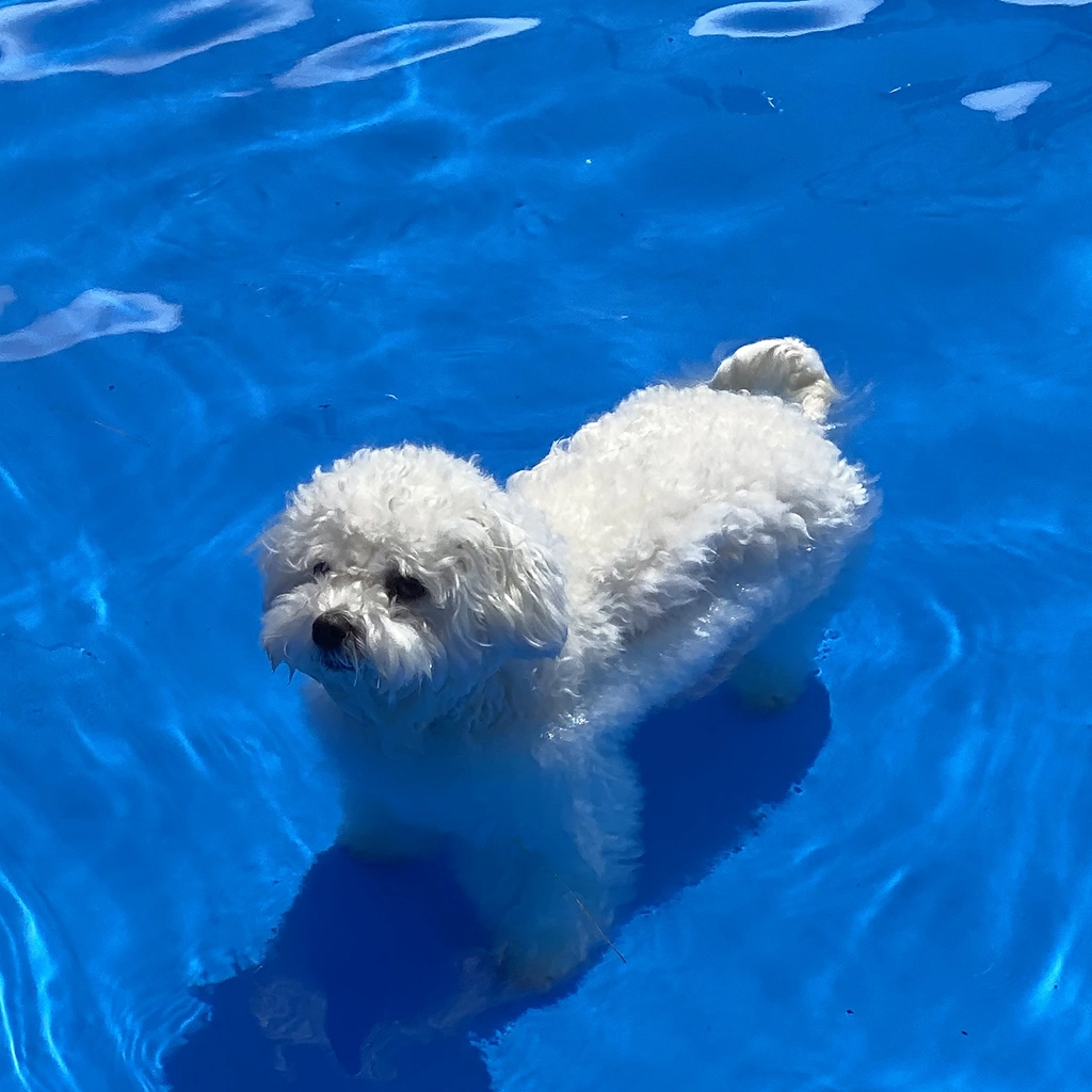 강아지 목욕 주기, 얼마나 자주 씻겨야 할까?