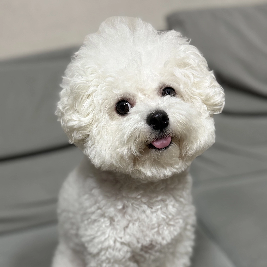 강아지 배변훈련 쉽게 하는 법, 실수 줄이고 습관 만드는 현실적인 방법