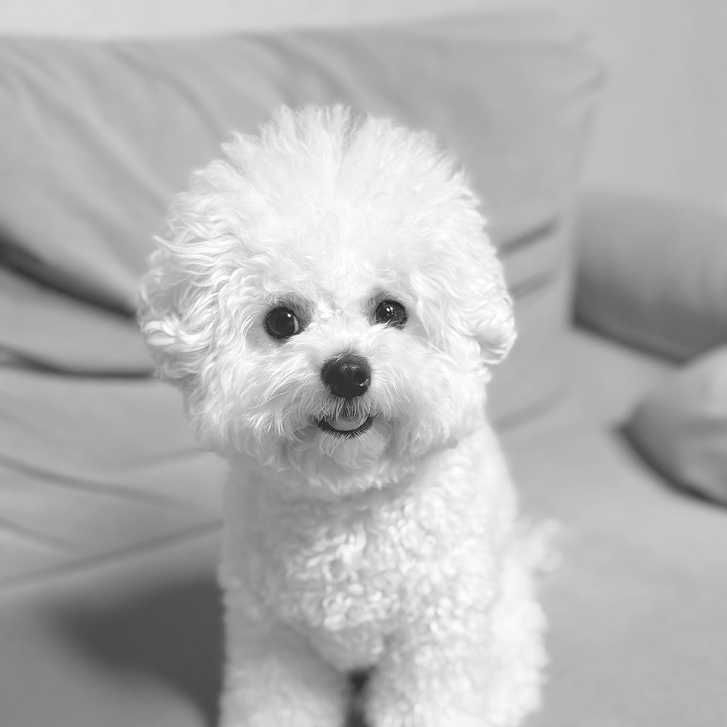 강아지 짖음 줄이는 방법, 원인별로 다르게 접근해야 합니다