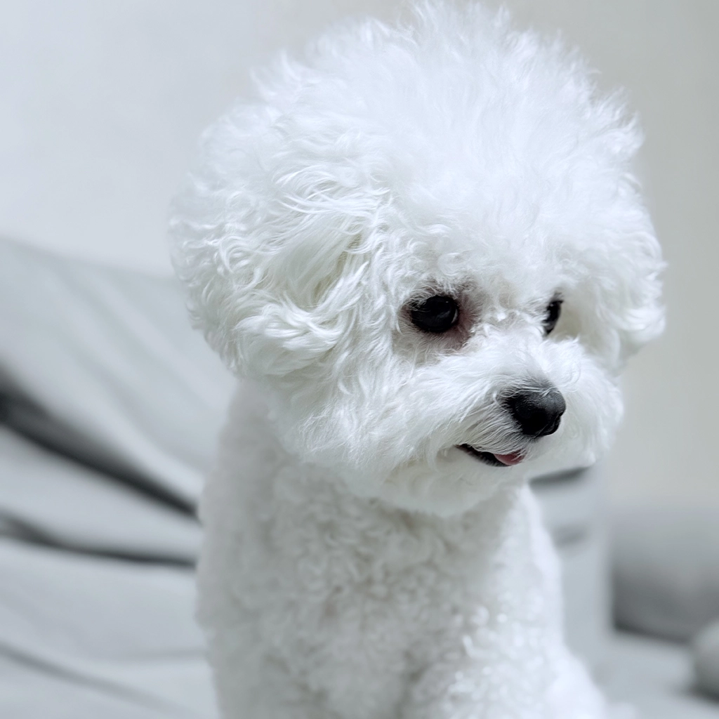 강아지 분리불안 증상과 훈련법, 혼자 있는 시간 연습하기