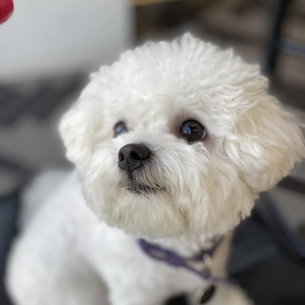강아지 털 관리 꿀팁을 설명하는 비숑 프리제 사진