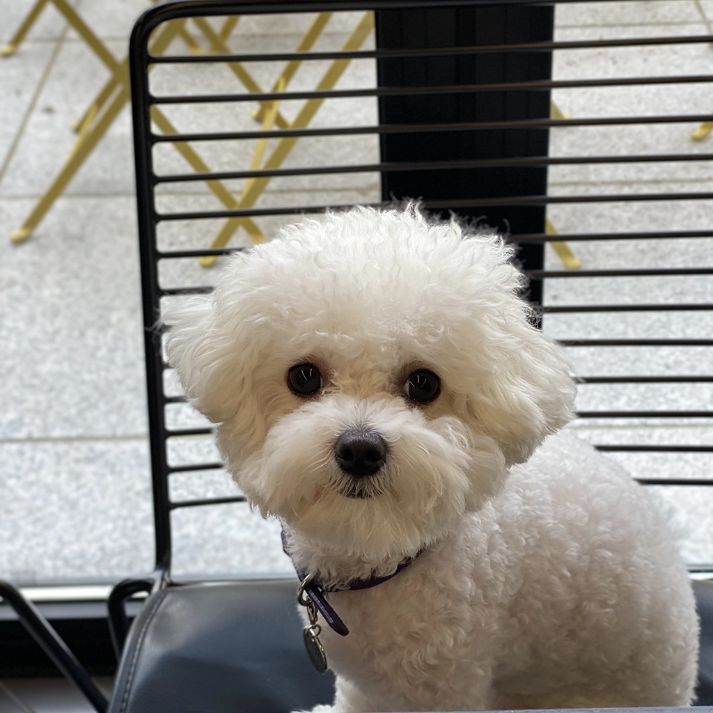 강아지 눈물자국 원인과 관리 방법 총정리