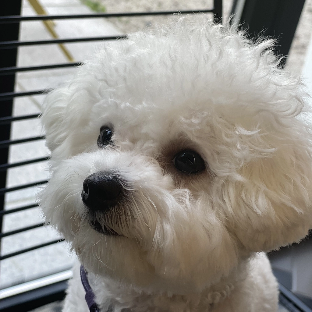 강아지 귀 청소 방법, 귀 냄새와 귀지 관리법