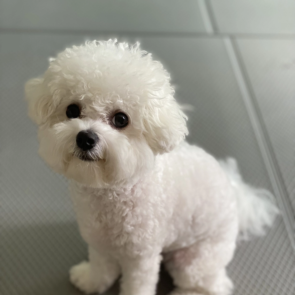 강아지 설사할 때 보호자 대처법을 설명하는 비숑 프리제 사진