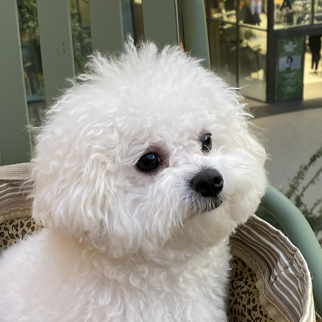 강아지 구토 원인과 체크포인트 총정리