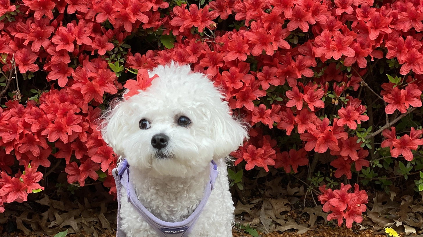 비숑 프리제의 풍성한 곱슬털 관리가 필요한 모습