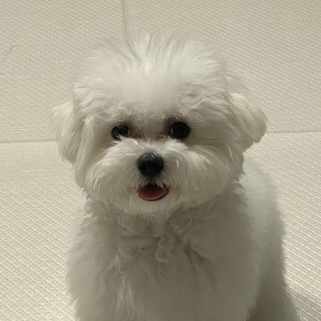 신호를 읽어주는 보호자와 편안해진 비숑의 모습