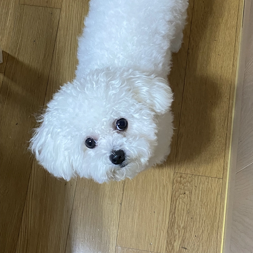 보호자 곁에서 편안함과 신뢰를 보이는 강아지 모습