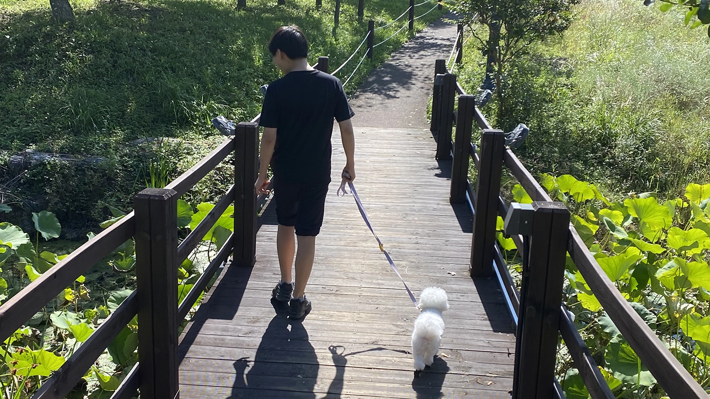 새로운 환경을 탐색하며 사회화 훈련 중인 강아지 모습