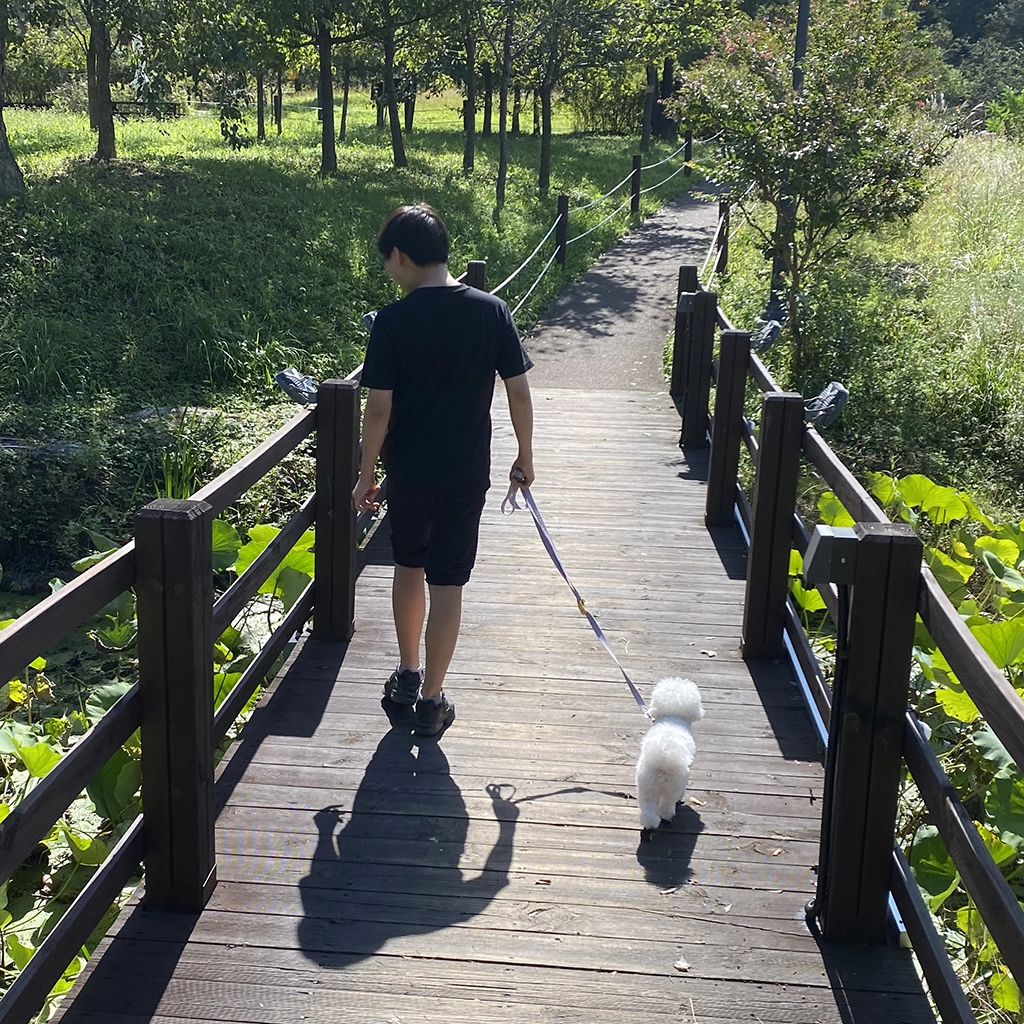 강아지 산책 시간과 횟수를 설명하는 비숑 프리제 사진