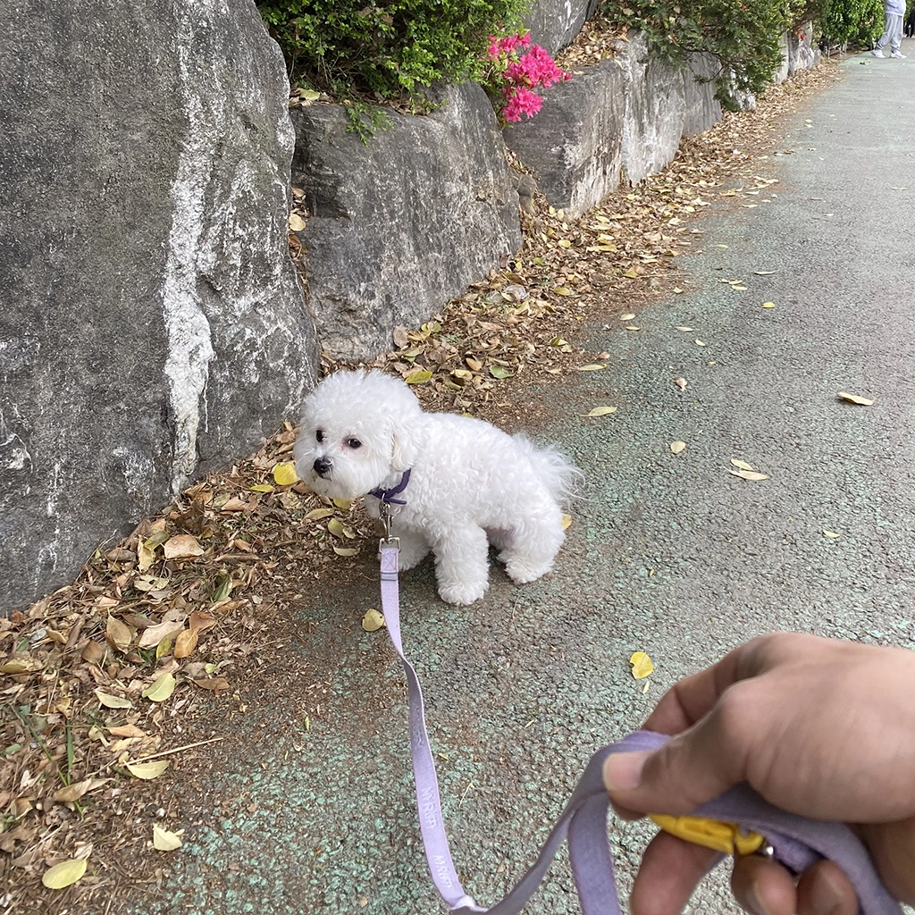슬개골 관리를 위해 규칙적으로 산책하는 비숑 프리제
